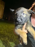 Gaara, a male Belgian Malinois and German Shepherd Dog for sale in Votaw, TX – 3 of 3