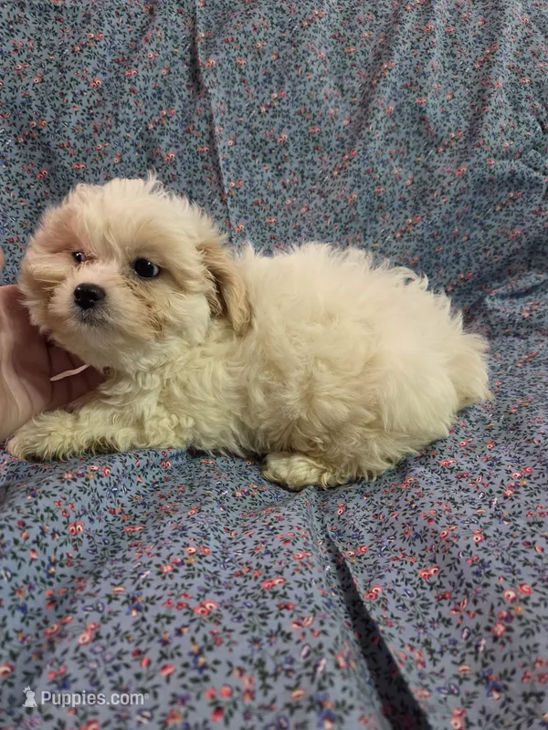 Peaches f1 shihpoo ckc apricot and white – Shihpoo puppy for sale in Votaw, TX