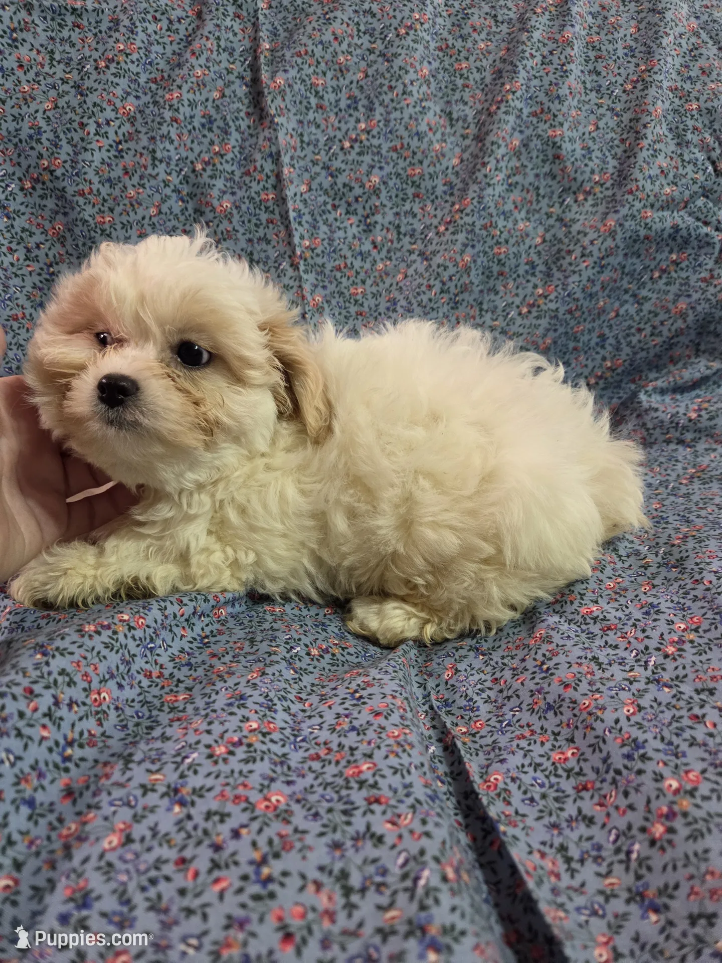f1 shihpoo ckc apricot and white – Shihpoo and Poodle - Toy Puppy