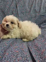 Peaches f1 shihpoo ckc apricot and white, a female Shihpoo for sale in Votaw, TX – 1 of 5