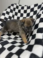 Charlie B. Barkin, a male Belgian Malinois and German Shepherd Dog for sale in Votaw, TX – 4 of 7