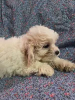 Peaches f1 shihpoo ckc apricot and white, a female Shihpoo for sale in Votaw, TX – 2 of 5