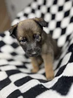 Charlie B. Barkin, a male Belgian Malinois and German Shepherd Dog for sale in Votaw, TX – 2 of 7
