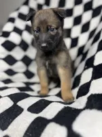 Charlie B. Barkin, a male Belgian Malinois and German Shepherd Dog for sale in Votaw, TX – 1 of 7
