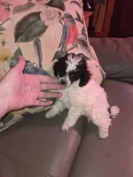 Ameilia tiny toy poodle akc, a female Poodle - Toy  for sale in Votaw, TX – Photo 2 of 4