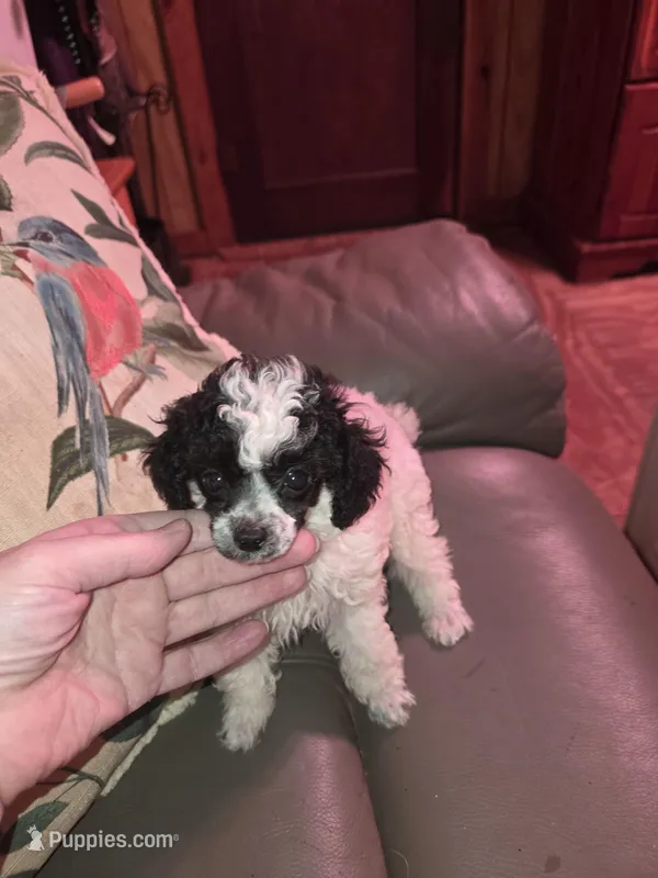 Ameilia tiny toy poodle akc, a female Poodle - Toy  for sale in Votaw, TX – Photo 1 of 4
