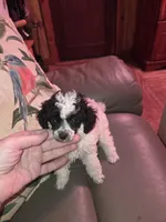 Ameilia tiny toy poodle akc, a female Poodle - Toy  for sale in Votaw, TX – Photo 1 of 4