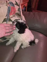 Ameilia tiny toy poodle akc, a female Poodle - Toy  for sale in Votaw, TX – Photo 3 of 4