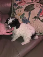 Ameilia tiny toy poodle akc, a female Poodle - Toy  for sale in Votaw, TX – Photo 4 of 4