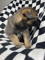 Indra Jr., a male Belgian Malinois and German Shepherd Dog for sale in Votaw, TX – 5 of 10