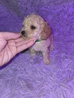 Cream male, a male Poodle - Toy  for sale in Votaw, TX – 2 of 2