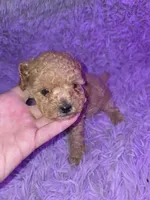 Blue collar boy dark apricot akc toy poodle, a male Poodle - Toy  for sale in Votaw, TX – Photo 2 of 3