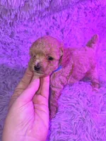 Blue collar boy dark apricot akc toy poodle, a male Poodle - Toy  for sale in Votaw, TX – Photo 3 of 3