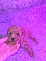 Pink girl dark apricot akc toy poodle, a female Poodle - Toy  for sale in Votaw, TX – Photo 3 of 3