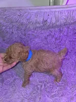 Blue collar boy dark apricot akc toy poodle, a male Poodle - Toy  for sale in Votaw, TX – Photo 1 of 3