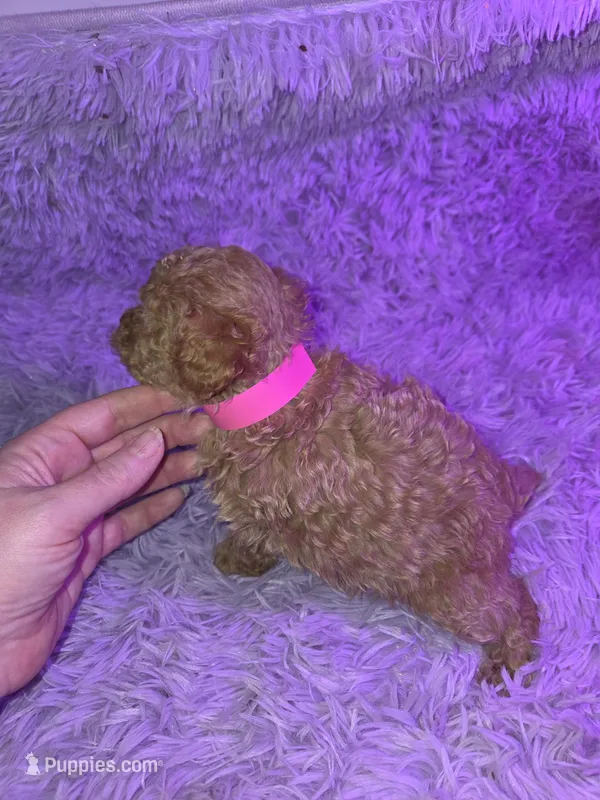 Pink girl dark apricot akc toy poodle – Poodle - Toy  puppy for sale in Votaw, TX