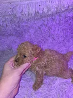 Pink girl dark apricot akc toy poodle, a female Poodle - Toy  for sale in Votaw, TX – Photo 2 of 3