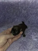 Imperial male red black akc, a male Shih Tzu for sale in Votaw, TX – Photo 2 of 10