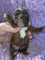 Imperial male red black akc, a male Shih Tzu for sale in Votaw, TX – Photo 5 of 10
