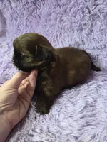 Imperial male red black akc, a male Shih Tzu for sale in Votaw, TX – Photo 8 of 10