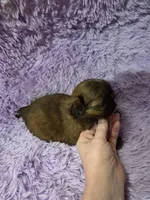 Imperial male red black akc, a male Shih Tzu for sale in Votaw, TX – Photo 10 of 10