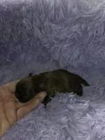 Imperial male red black akc, a male Shih Tzu for sale in Votaw, TX – Photo 3 of 10