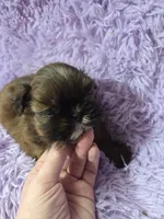 Imperial male red black akc, a male Shih Tzu for sale in Votaw, TX – Photo 1 of 10