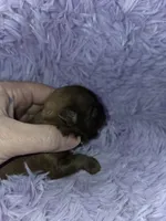 Imperial male red black akc, a male Shih Tzu for sale in Votaw, TX – Photo 6 of 10