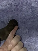 Imperial male red black akc, a male Shih Tzu for sale in Votaw, TX – Photo 4 of 10