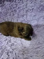 Imperial male red black akc, a male Shih Tzu for sale in Votaw, TX – Photo 9 of 10
