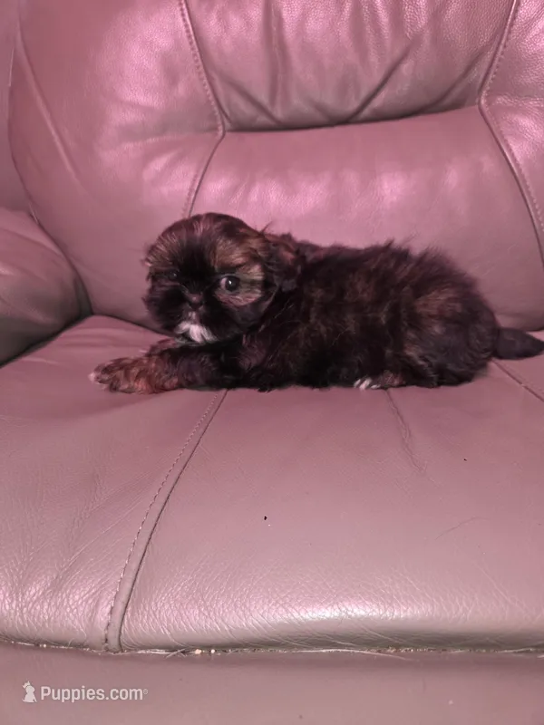 Gold boy akc shihtzu