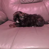 Gold boy akc shihtzu, a male Shih Tzu for sale in Votaw, TX – Photo 1 of 9