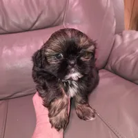 Gold boy akc shihtzu, a male Shih Tzu for sale in Votaw, TX – Photo 6 of 9