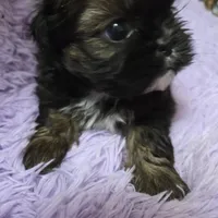 Gold boy akc shihtzu, a male Shih Tzu for sale in Votaw, TX – Photo 5 of 9