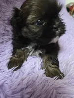 Gold imperial boy akc shihtzu, a male Shih Tzu for sale in Votaw, TX – Photo 7 of 7