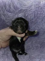 Gold imperial boy akc shihtzu, a male Shih Tzu for sale in Votaw, TX – Photo 4 of 7