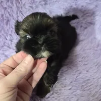 Gold boy akc shihtzu, a male Shih Tzu for sale in Votaw, TX – Photo 7 of 9