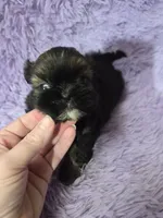 Gold imperial boy akc shihtzu, a male Shih Tzu for sale in Votaw, TX – Photo 5 of 7