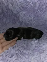 Gold imperial boy akc shihtzu, a male Shih Tzu for sale in Votaw, TX – Photo 3 of 7