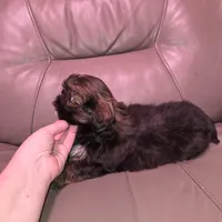 Gold boy akc shihtzu, a male Shih Tzu for sale in Votaw, TX – Photo 3 of 9