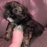 Gold boy akc shihtzu, a male Shih Tzu for sale in Votaw, TX – Photo 4 of 9