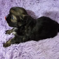 Gold boy akc shihtzu, a male Shih Tzu for sale in Votaw, TX – Photo 9 of 9