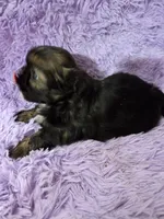 Gold imperial boy akc shihtzu, a male Shih Tzu for sale in Votaw, TX – Photo 6 of 7