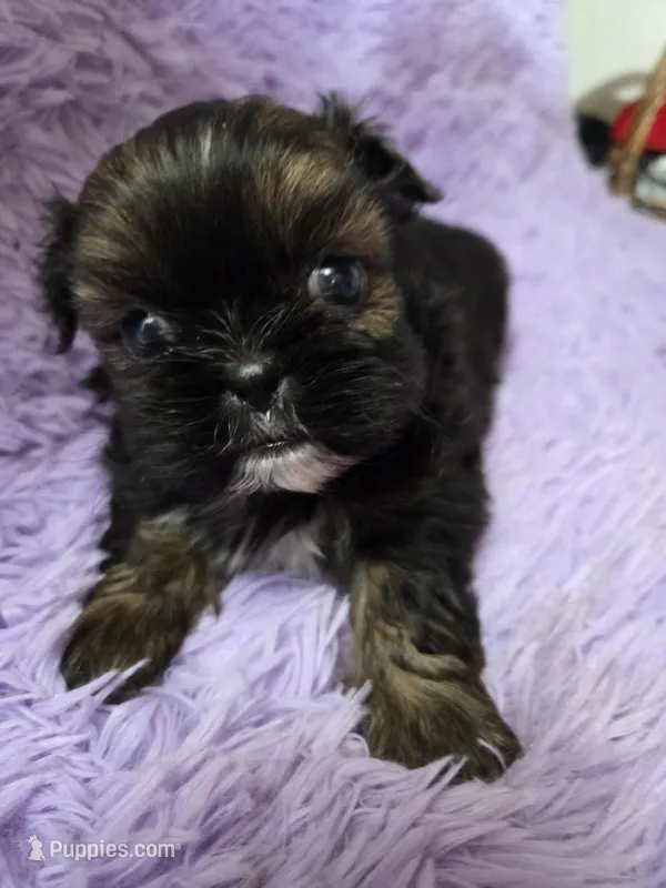 Gold imperial boy akc shihtzu
