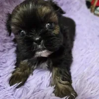 Gold boy akc shihtzu, a male Shih Tzu for sale in Votaw, TX – Photo 8 of 9