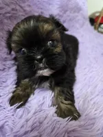 Gold imperial boy akc shihtzu, a male Shih Tzu for sale in Votaw, TX – Photo 1 of 7