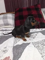 Black and tan mini male dachshund , a male Miniature Dachshund for sale in Votaw, TX – 3 of 5