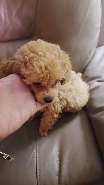 boy dark apricot akc limited toy poodle, a male Poodle - Toy  for sale in Votaw, TX – 2 of 6