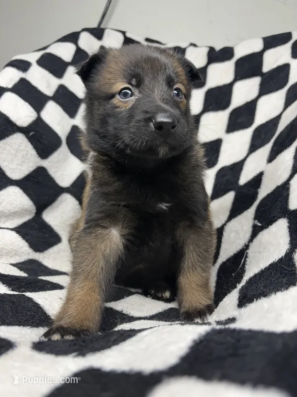 Gaara – Belgian Malinois, German Shepherd Dog puppy for sale in Votaw, TX