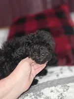 Black male toy poodle akc, a male Poodle - Toy  for sale in Votaw, TX – 1 of 7